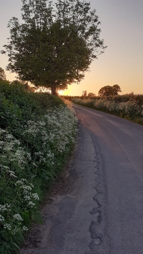 A winding road leads into the sunset. The hedgerows either side of the road are abundant with white flowers and there is a large tree 