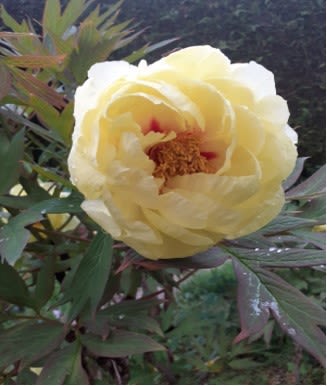 A very full peony flower in soft yellow. It is just opening and there is a flash of pink at the centre of the flower
