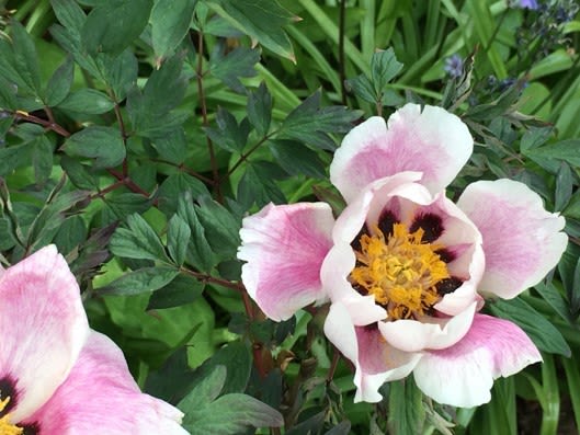 An open peony flower, the centre is a dark purple colour with vibrant yellow pollen. The petals are a soft pink that start darker at the bottom of the petal and turn almost white at the tip. The edges of the petal are ragged and fragile