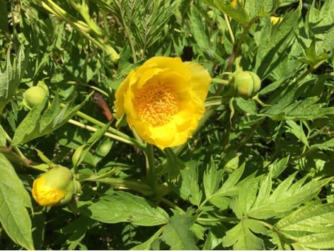 A vibrant yellow peony sits amongst lush green leaves. There are several tight buds around it showing a hint of yellow about to peep through