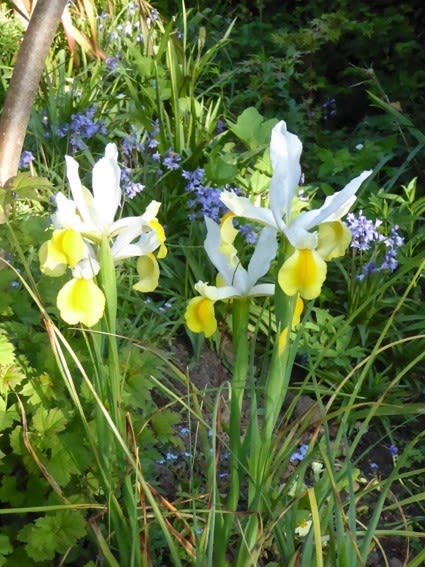 Three irises stand tall. The flowers are soft blue and a cheery yellow. Behind them sits a cluster of tiny blue flowers